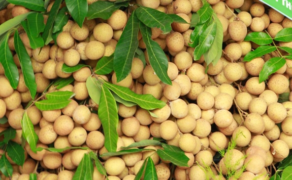 Intensification de la coopération Vietnam - États-Unis pour une agriculture responsable
